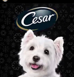 Meet your Posher, Cesar